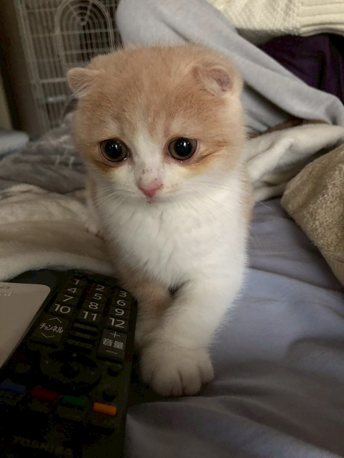 我が家のアイドル🐱ポンタ君